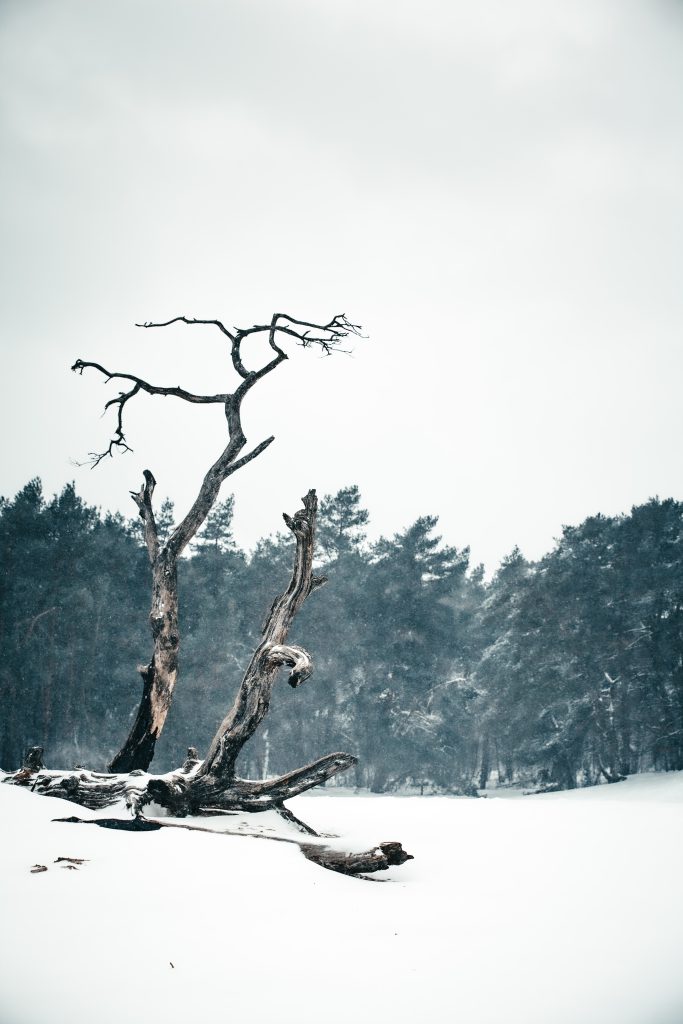 Hoge Veluwe winter