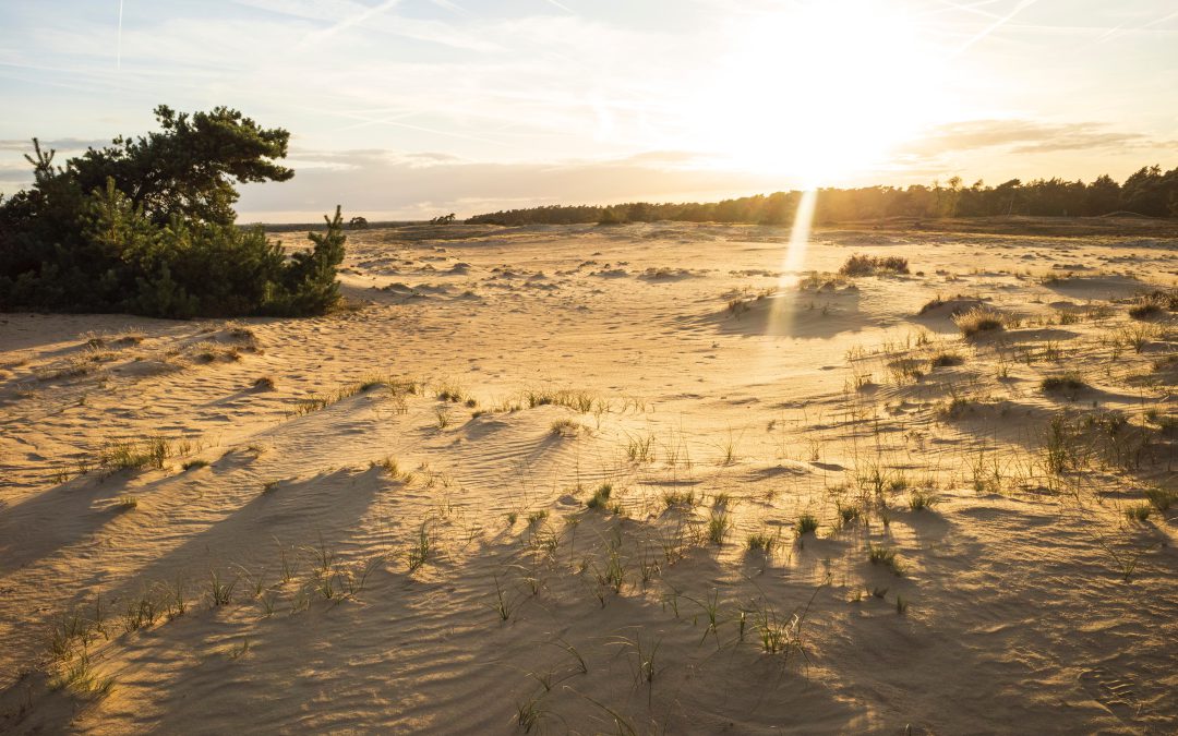 Blog 5: Activiteiten op de Hoge Veluwe: Een avontuur voor het hele gezin