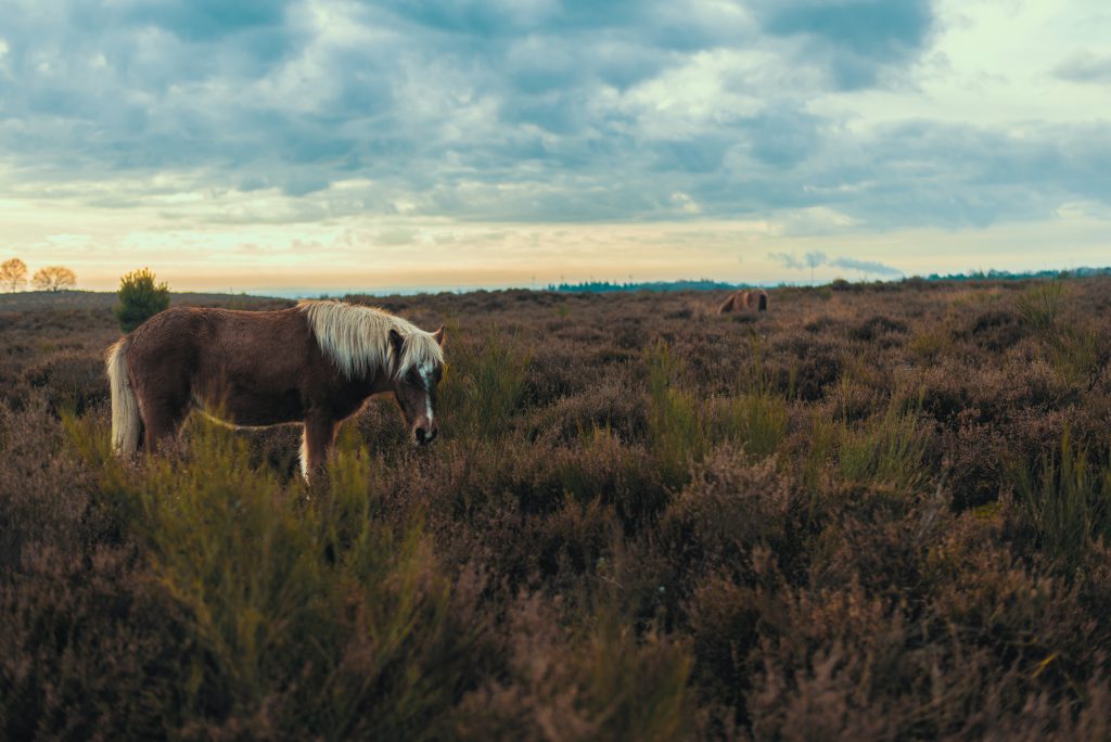 Hoge Veluwe Dieren